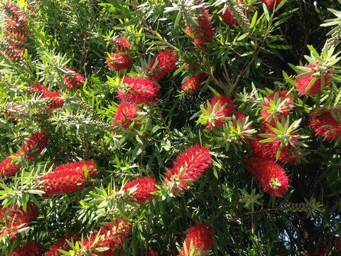 Callistemon citrinus (Crimson Bottlebrush) seeds - RP Seeds