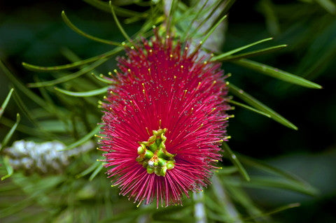 Callistemon citrinus (Crimson Bottlebrush) seeds - RP Seeds