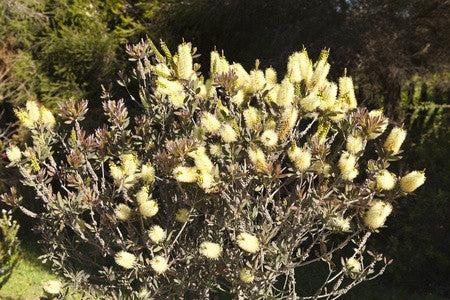 Callistemon pallidus (Lemon Bottlebrush) seeds - RP Seeds