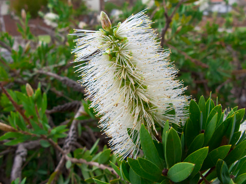 Callistemon pallidus (Lemon Bottlebrush) seeds - RP Seeds