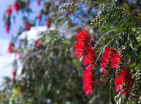 Callistemon viminalis (Weeping Bottlebrush) seeds - RP Seeds