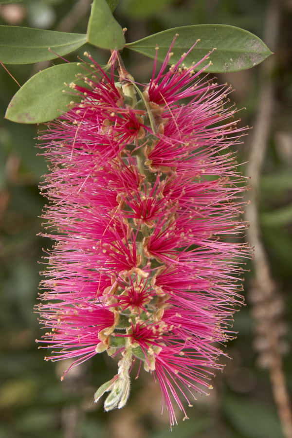 Callistemon violaceus (Violet Bottlebrush) seeds - RP Seeds