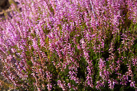 Calluna vulgaris (Heather) seeds