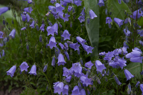 Campanula rotundifolia (Harebell) seeds