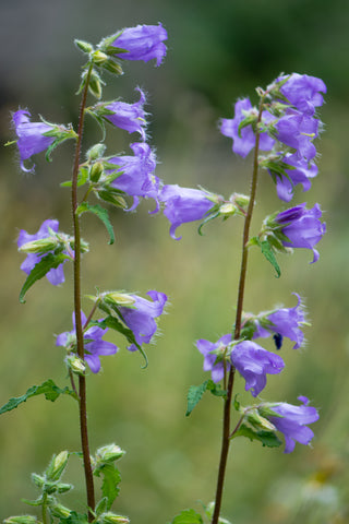 Campanula trachelium (Nettle-Leaved Bellflower) seeds - RP Seeds