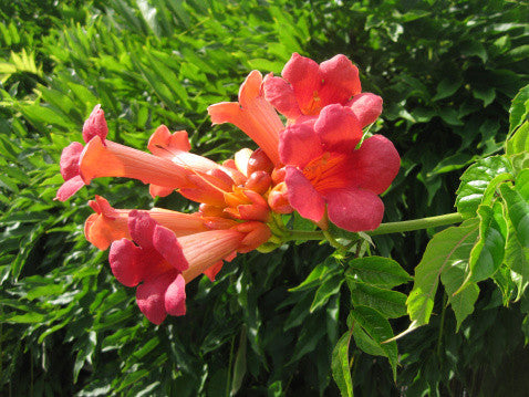 Campsis radicans (Trumpet Vine) seeds - RP Seeds