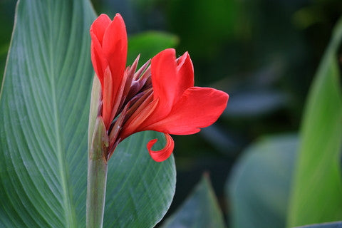 Canna indica (Indian Shot) seeds - RP Seeds