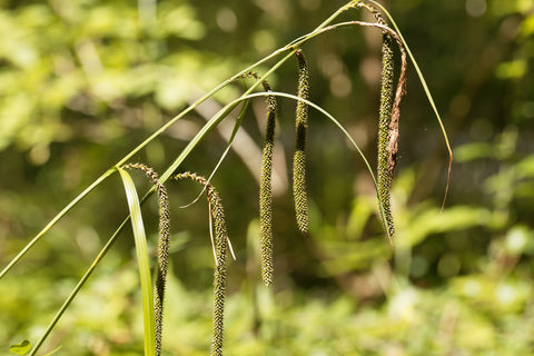 Carex pendula (Pendulous Sedge) seeds - RP Seeds