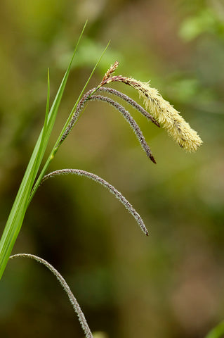 Carex pendula (Pendulous Sedge) seeds - RP Seeds