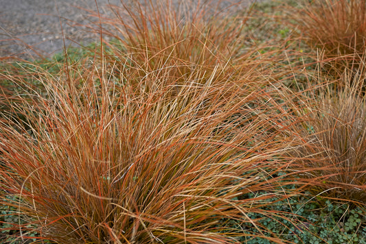 Carex buchananii (Leatherleaf Sedge) seeds