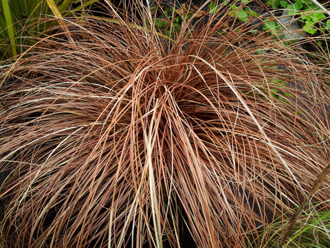 RP Seeds Carex Comans Bronze New Zeaknd Hair Sedge 25 seeds £2.25