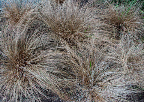 RP Seeds Carex Mixed Species 30 seeds £2.20