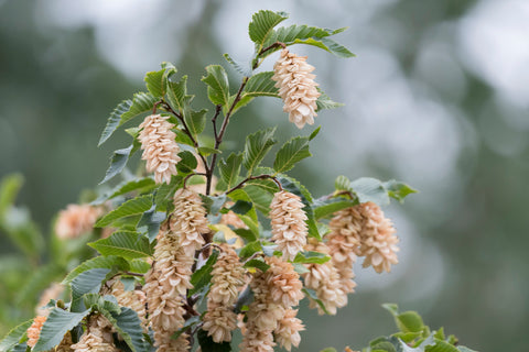 Carpinus betulus (Common Hornbeam) seeds - RP Seeds