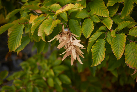 Carpinus betulus (Common Hornbeam) seeds - RP Seeds