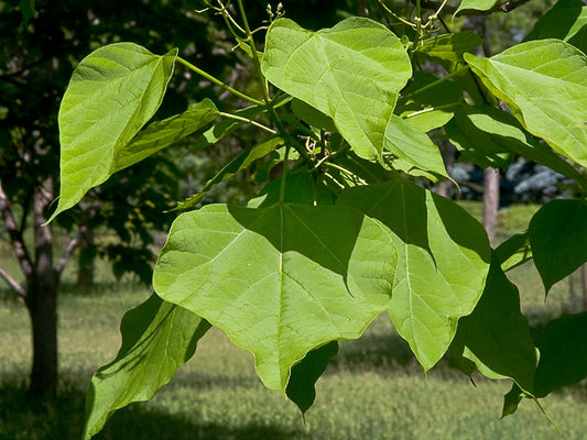 Catalpa bignonoides (Indian Bean Tree) seeds - RP Seeds
