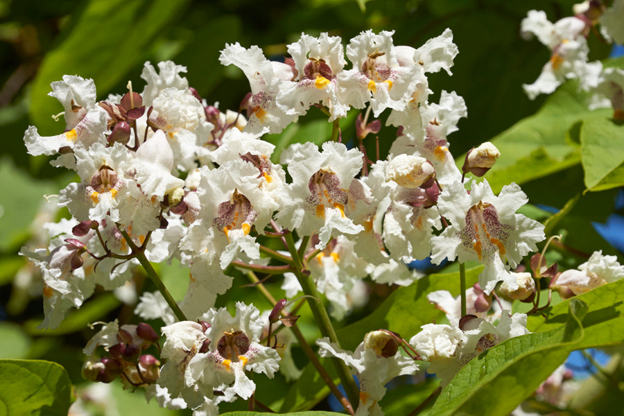 Catalpa bignonoides (Indian Bean Tree) seeds - RP Seeds