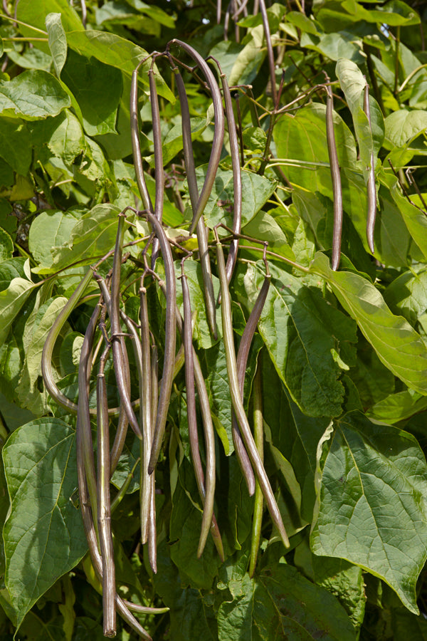 Catalpa bignonoides (Indian Bean Tree) seeds - RP Seeds
