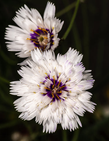 Catananche caerulea alba (Cupid's Dart) seeds