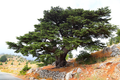 Cedrus libani (Cedar of Lebanon) seeds - RP Seeds