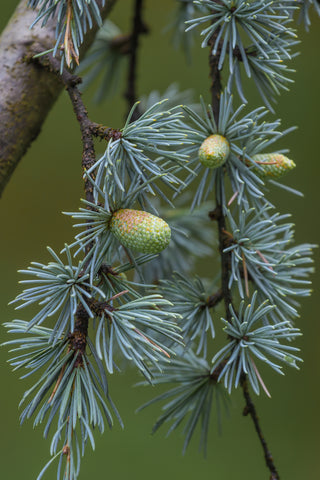 Cedrus deodora (Himalayan/Deodar Cedar) seeds - RP Seeds