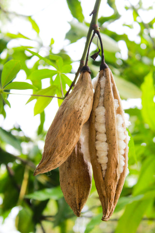 Ceiba pentandra (Kapok/Silk Cotton Tree) seeds - RP Seeds