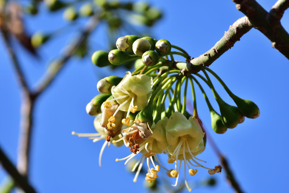 Ceiba pentandra (Kapok/Silk Cotton Tree) seeds - RP Seeds