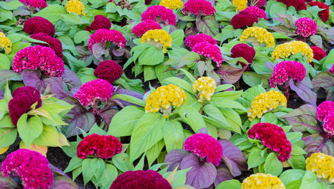 Celosia argentea cristata Dwarf Mixed (Cockscomb) seeds - RP Seeds