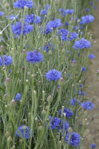 Centaurea cyanus (Cornflower) seeds - RP Seeds