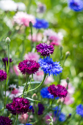 Centaurea cyanus Special Mix (Cornflower) seeds - RP Seeds