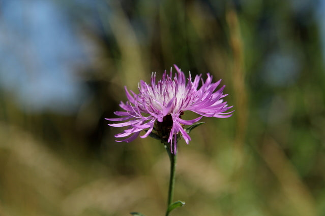 Centaurea nigra (Common Knapweed) seeds - RP Seeds