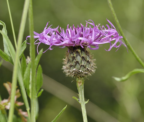 Centaurea scabiosa (Greater Knapweed) seeds - RP Seeds