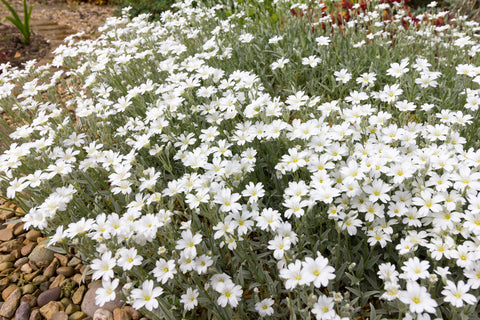 Cerastium tomentosum (Snow in Summer) seeds - RP Seeds