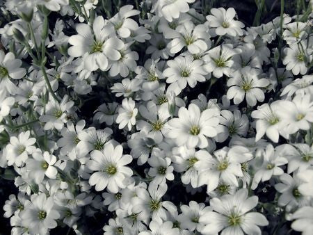 Cerastium tomentosum (Snow in Summer) seeds - RP Seeds