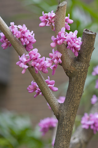 Cercis chinensis (Chinese Redbud) seeds - RP Seeds