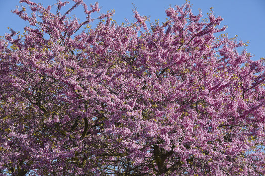 Cercis siliquastrum (Judas Tree) seeds - RP Seeds