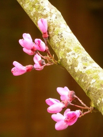 Cercis siliquastrum (Judas Tree) seeds - RP Seeds