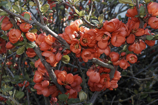 Chaenomeles japonica (Flowering/Japanese Quince) seeds - RP Seeds