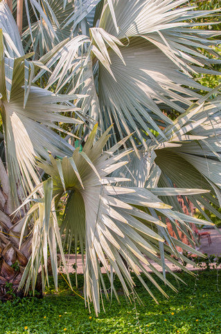 Chamaerops humilis var cerifera (Blue Mediterranean Fan Palm) seeds - RP Seeds