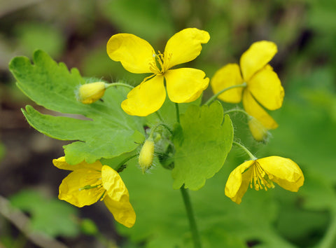 Chelidonium majus (Greater Celandine) seeds