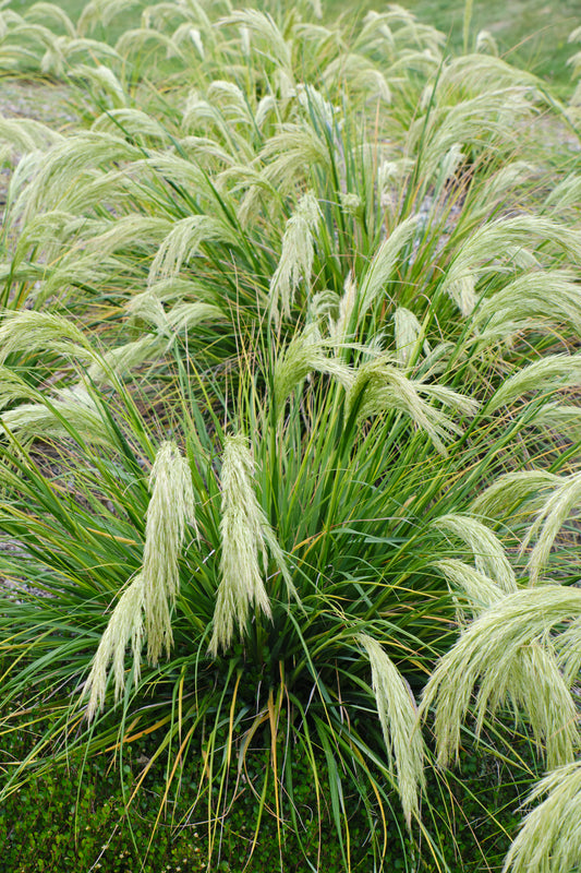 Chionochloa flavicans (Miniature Toe Toe) seeds - RP Seeds