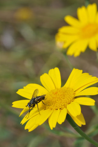 Chrysanthemum segetum [syn. Glebionis]  (Corn Marigold) seeds - RP Seeds