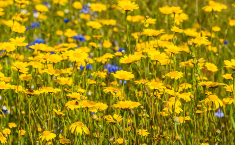 Chrysanthemum segetum [syn. Glebionis]  (Corn Marigold) seeds - RP Seeds