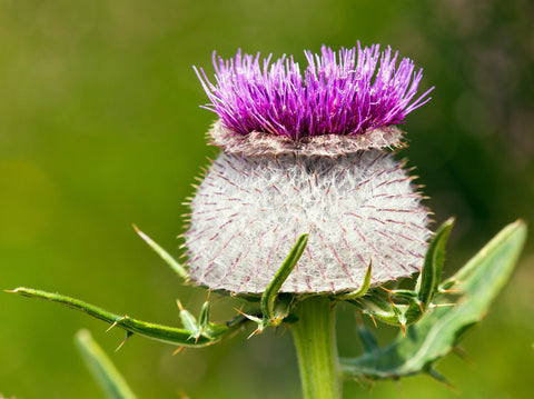 Cirsium eriophorum (Woolly Thistle) seeds