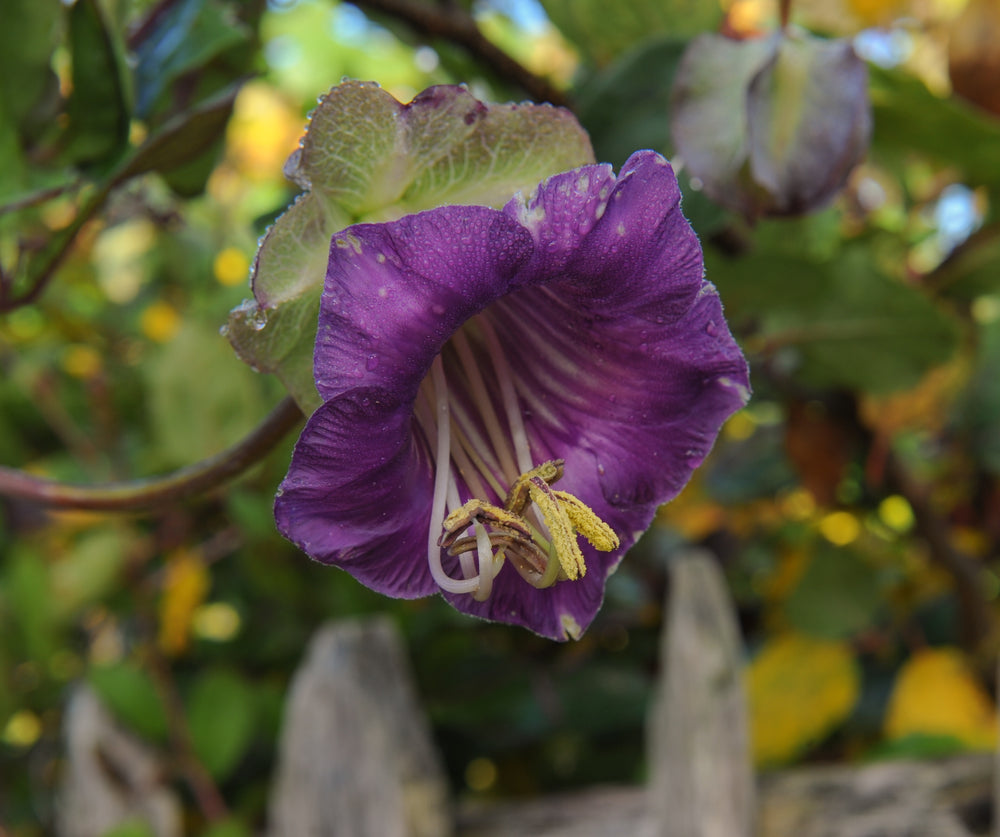 Cobaea scandens (Cup and Saucer Plant) - RP Seeds