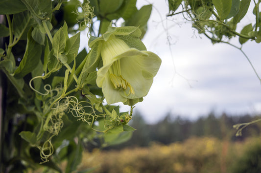 Cobaea scandens alba (Cup and Saucer Plant) - RP Seeds