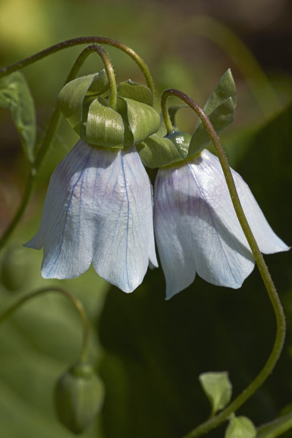 Codonopsis clematidea seeds - RP Seeds