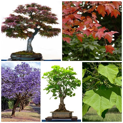 Bonsai Tree Seed Collection 2 - 5 Packets - RP Seeds