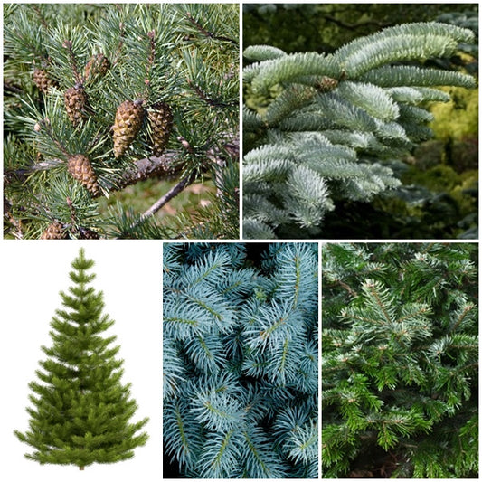 Christmas Tree Seed Collection - 5 Packets - RP Seeds