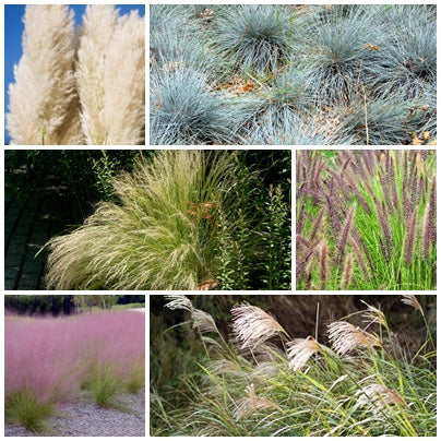 Ornamental Grass Seed Collection - 6 Packets - RP Seeds