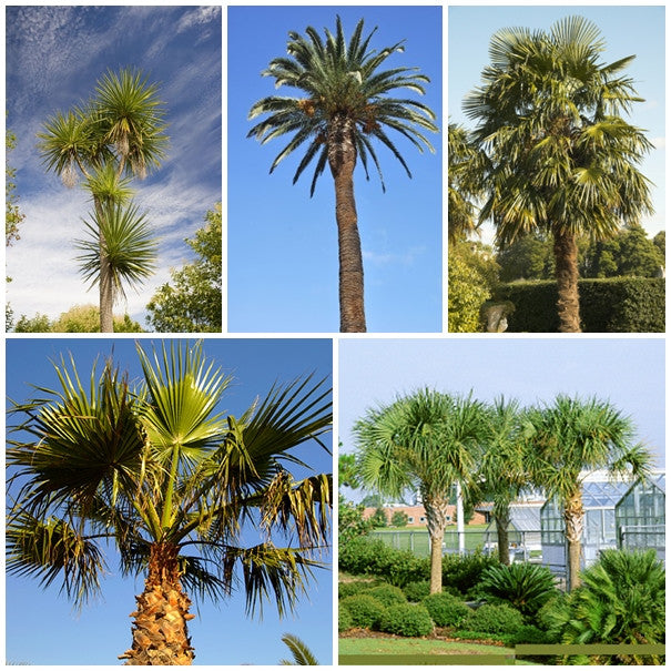 Palm Tree Seed Collection - 5 Packets - RP Seeds